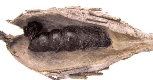 plaster bagworm pupa