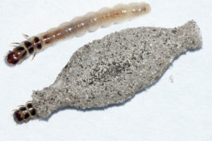 plaster bagworm larva