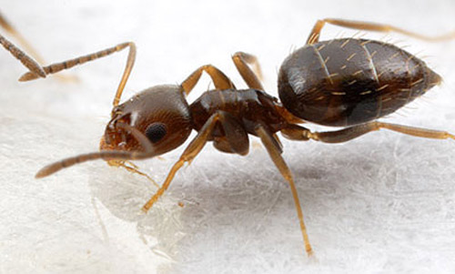 rover ants single