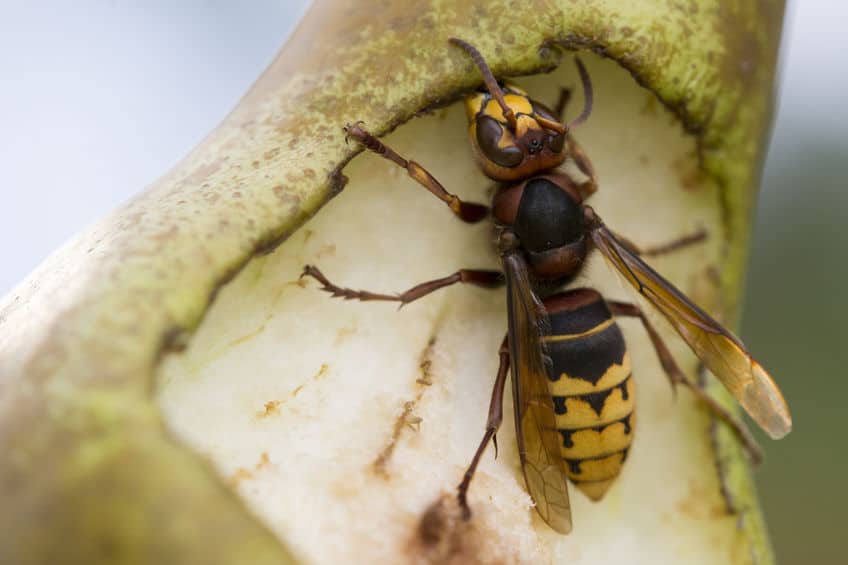 Wasp on a pear