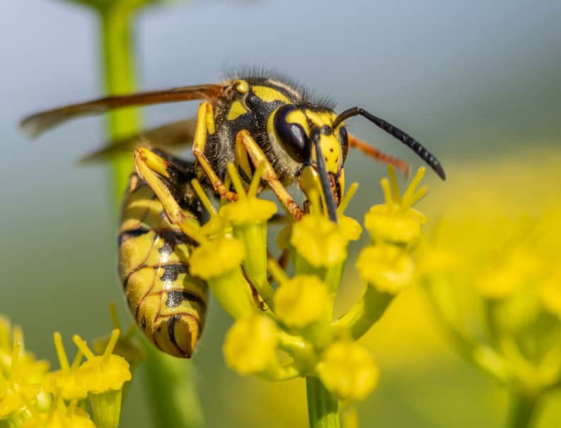 Wasp on a flower