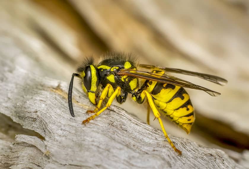 Wasp scraping wood