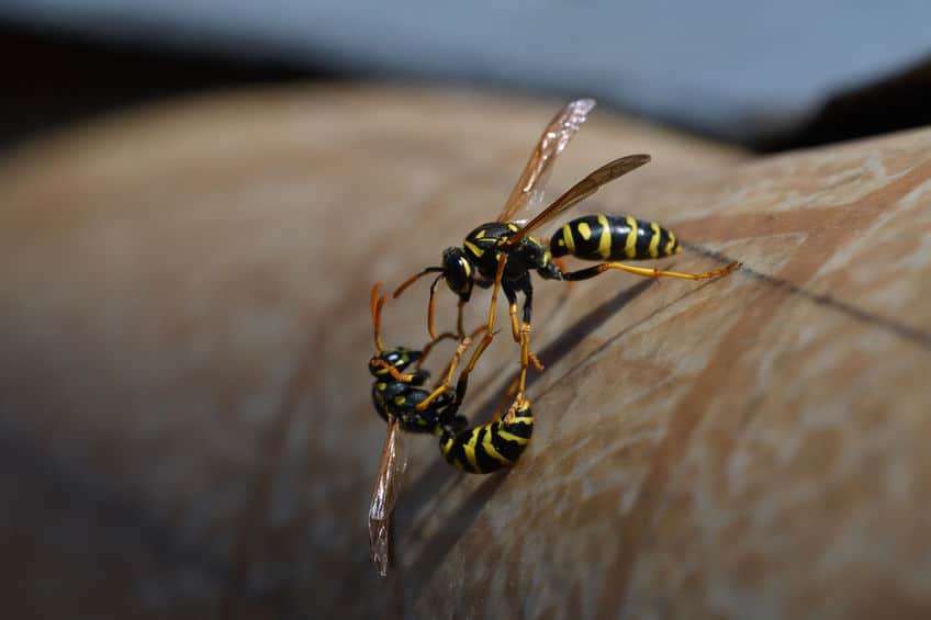 2 wasps fighting