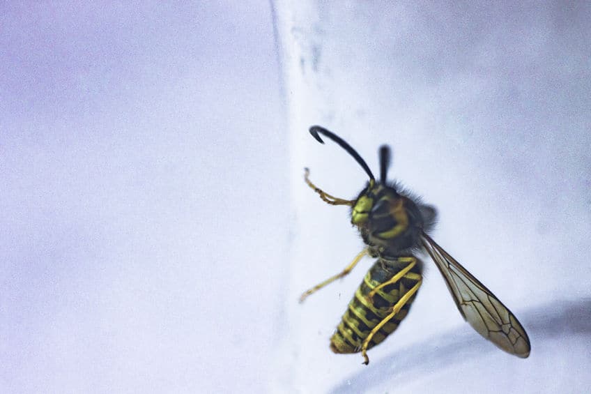 Wasp behind glass