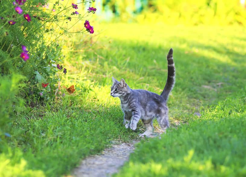 Cat chasing insects