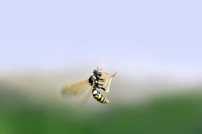 Wasp flying backward