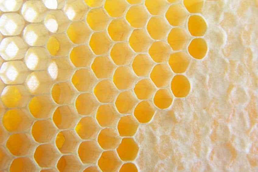 Close up of a honey comb