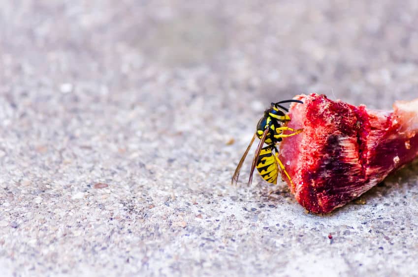 Wasp on a piece of meat