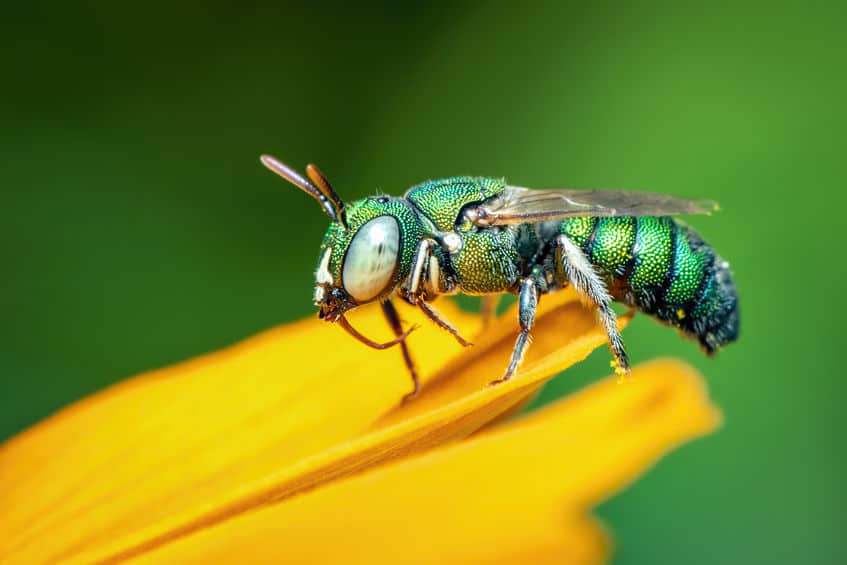 Cuckoo wasp