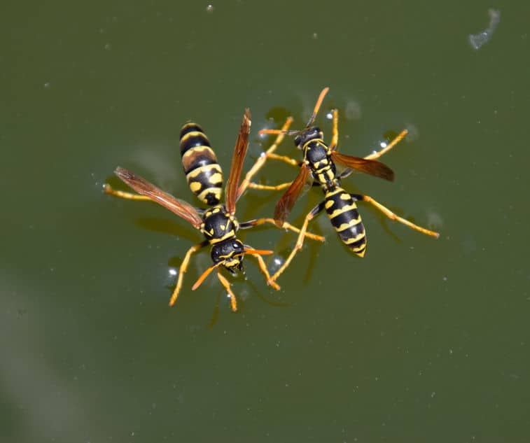 wasps on water