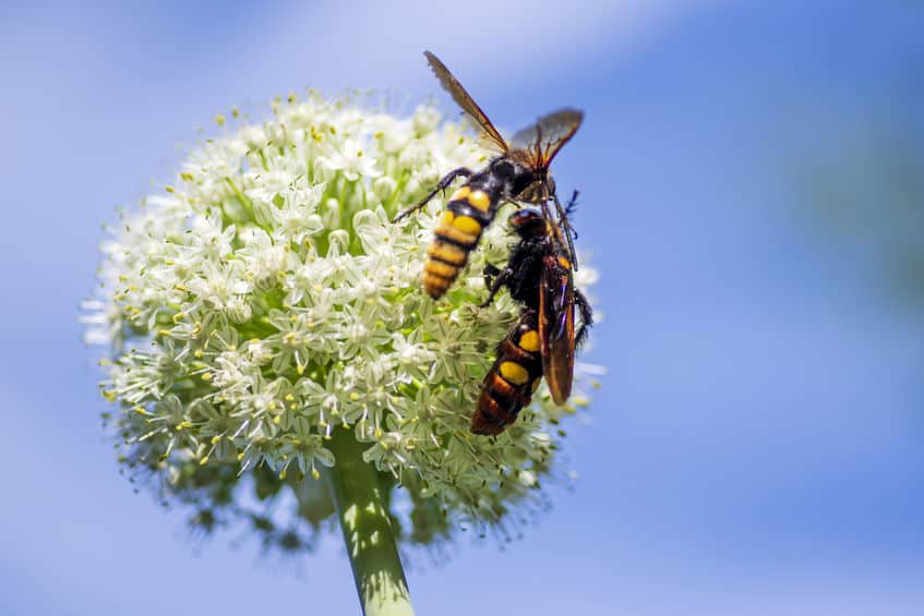 Two wasps on a flower