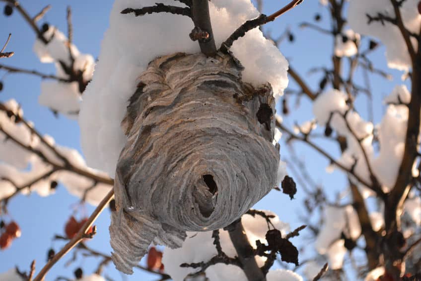 Wsp nest in snow