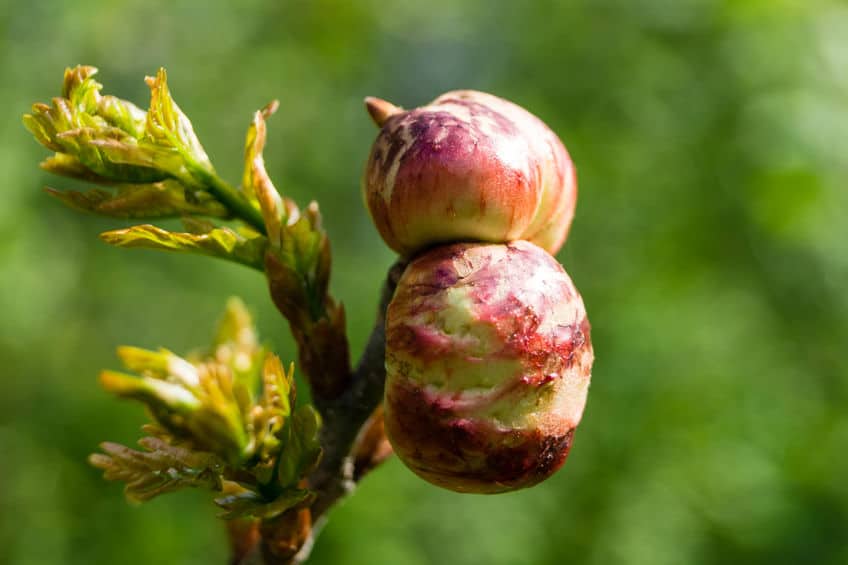 gall on plant