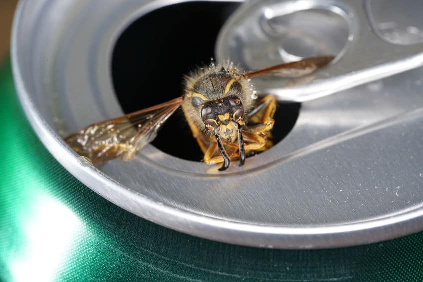 Wasp in a beer can