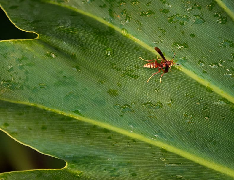 Wasp in the rain