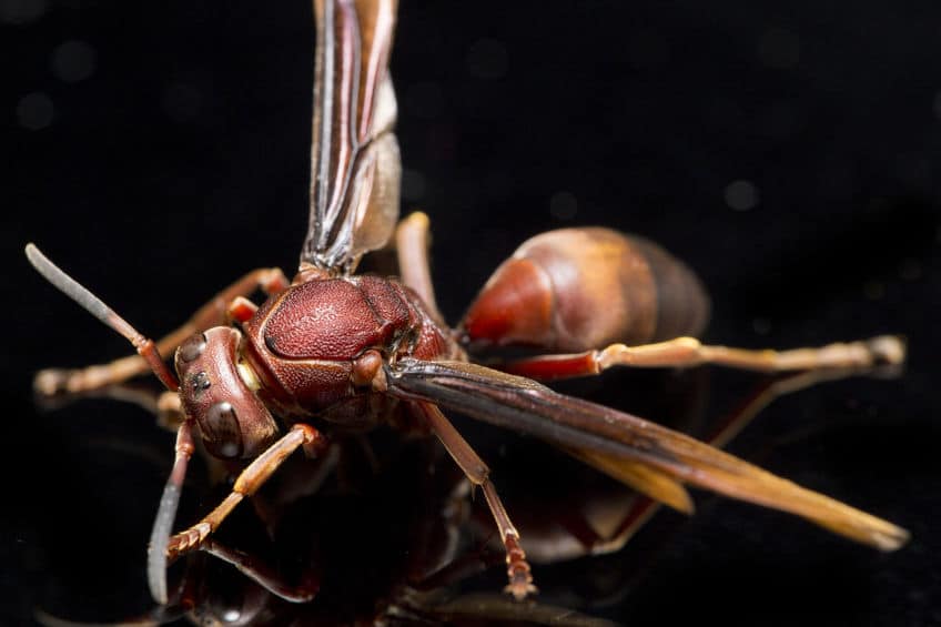 Red paper wasp