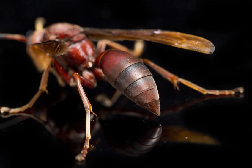 Red Paper wasp