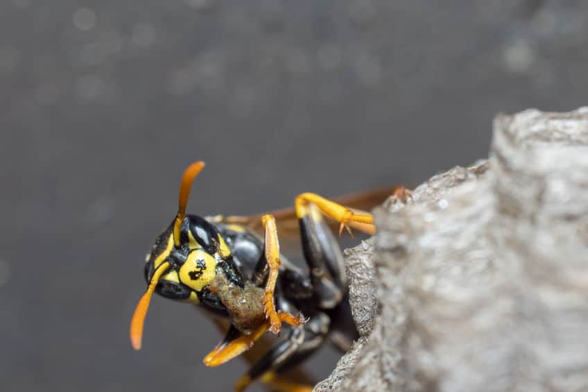 Queen wasp creating nest