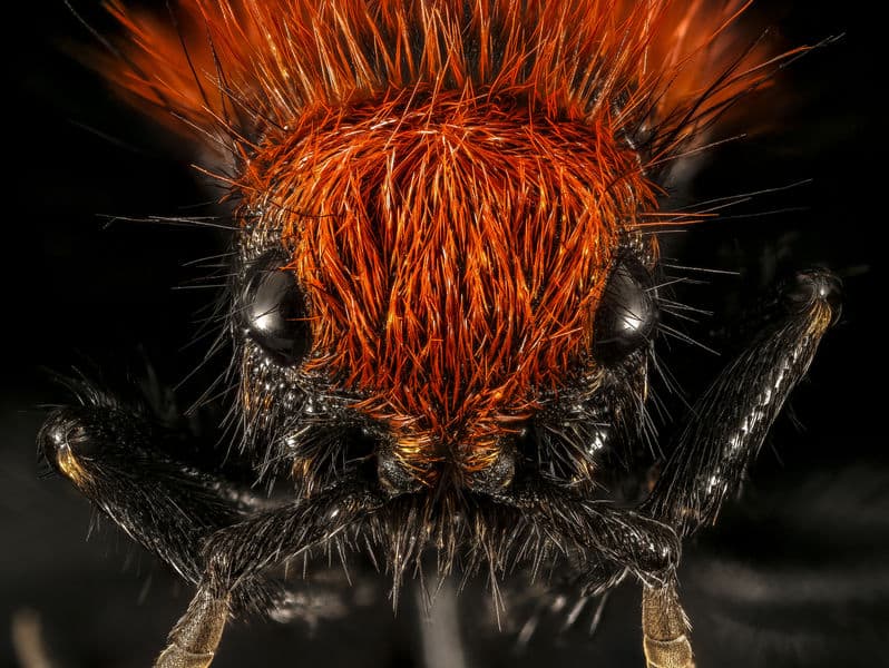 Velvet Ant