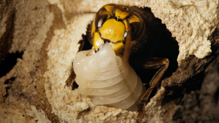 Giant hornet