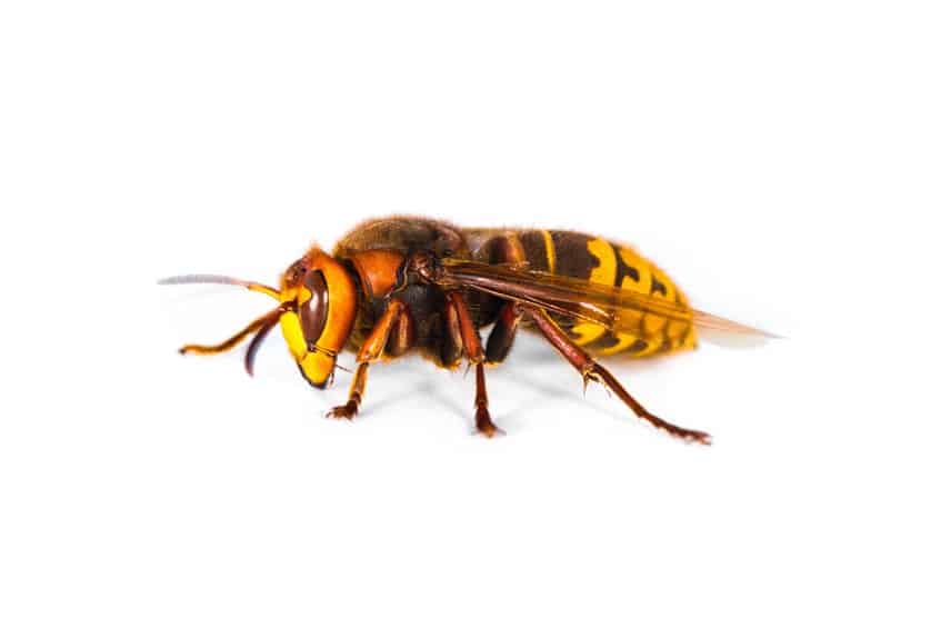 European hornet