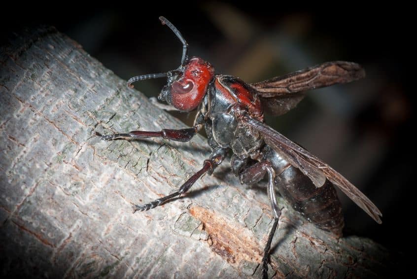 A hornet at night