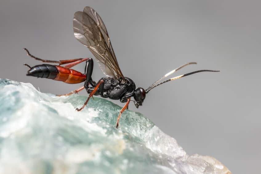 Wasp om granite