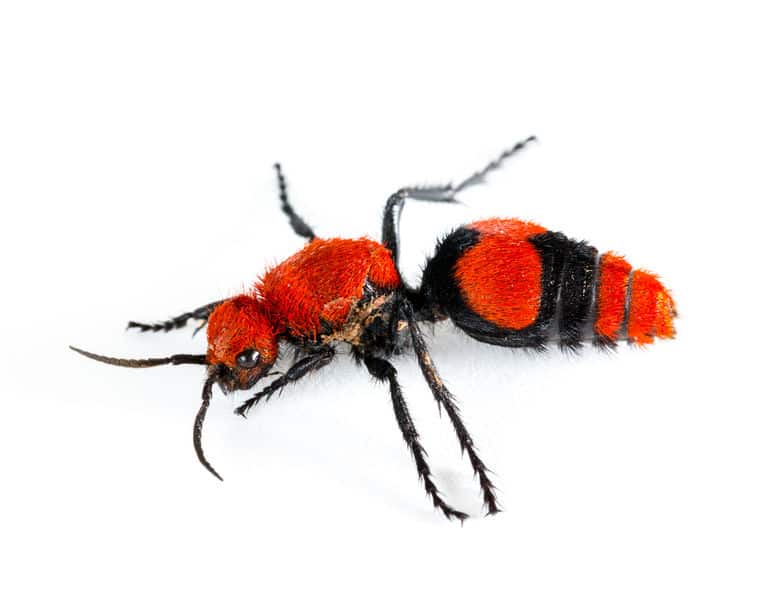 Velvet Ant