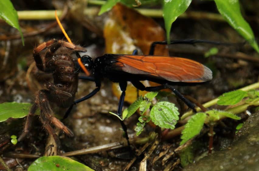 Tarantula Hawk