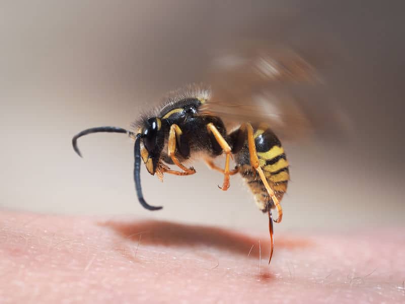 wasp stinging a hand