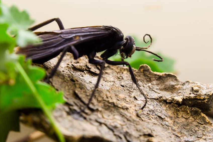 tarantula hawk