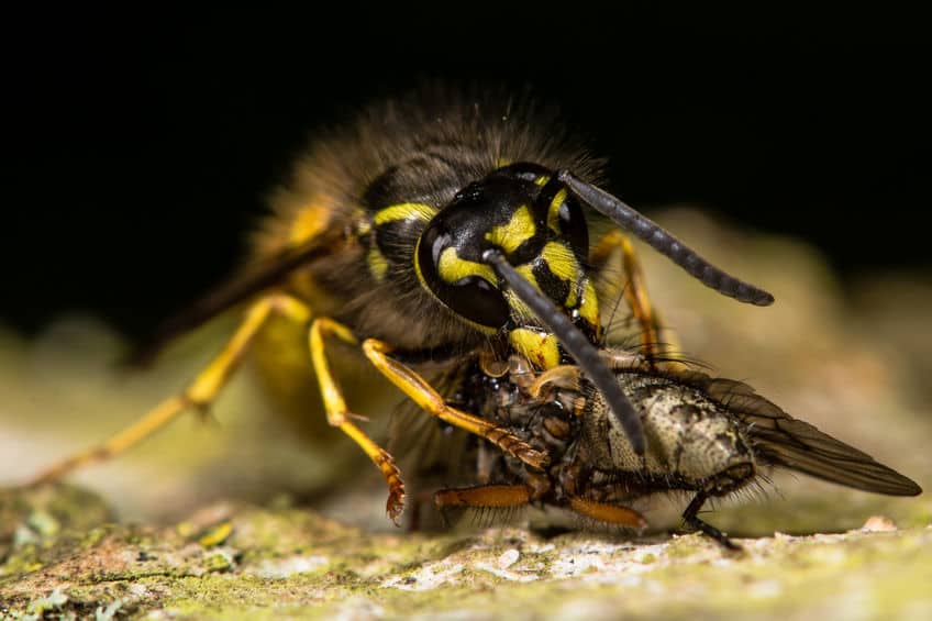 Wasp biting a fly