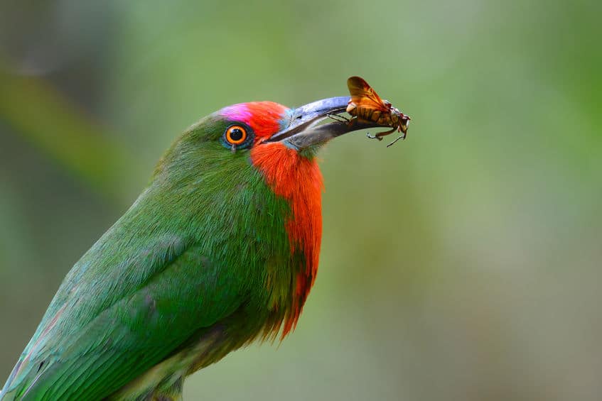 Bee eater bird with bee in mouth