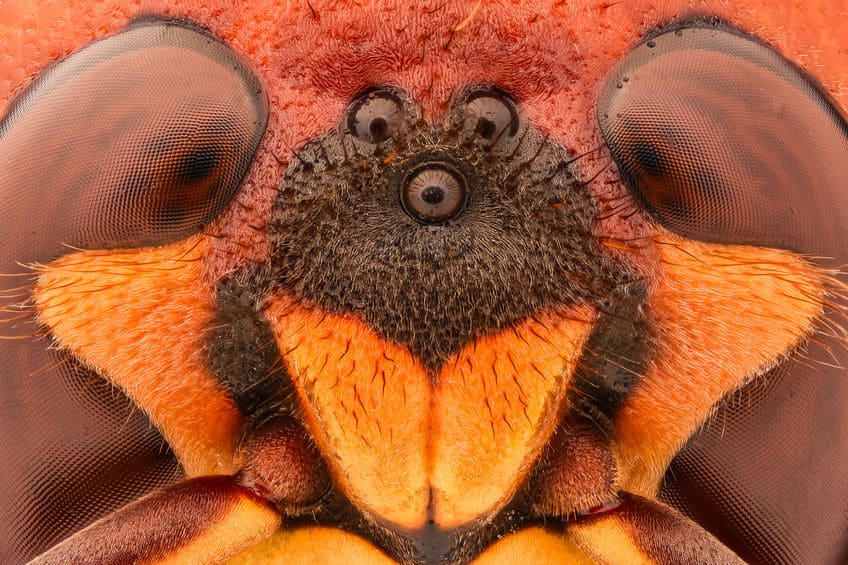 wasp eyes