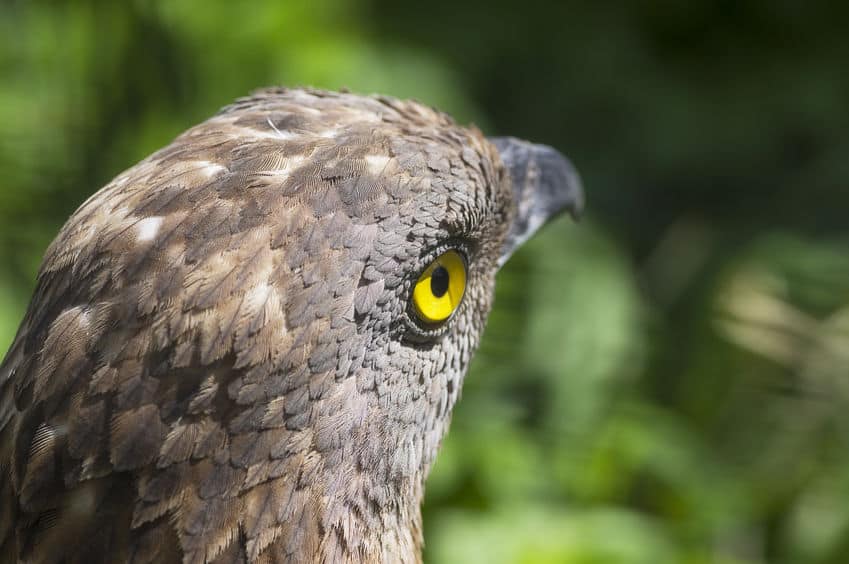 Close up of head of European honey buzzard