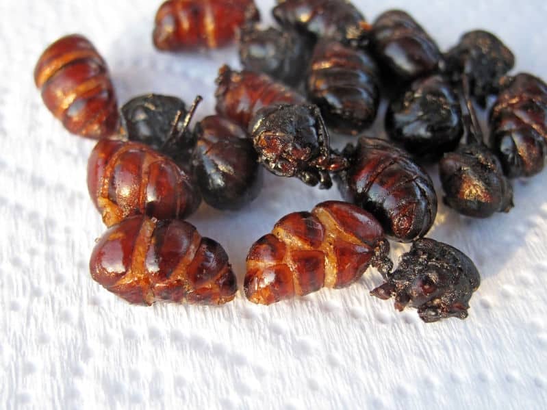 Fried insects