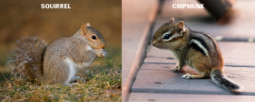Squirrel vs chipmunk