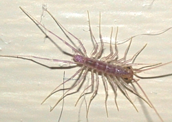 house centipede nymph