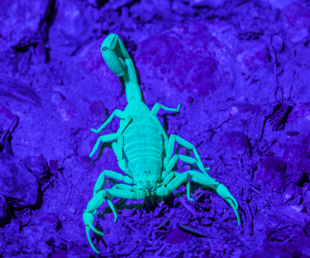 scorpion under UV light