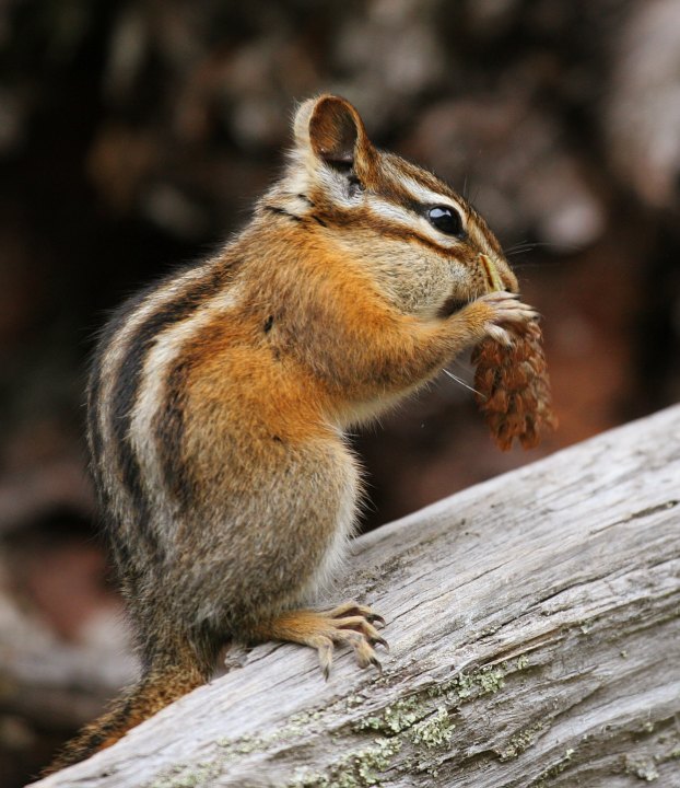 western chipmunk