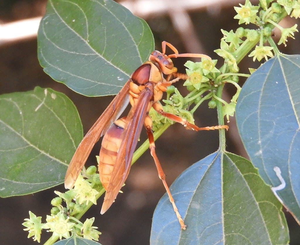 Executioner wasp