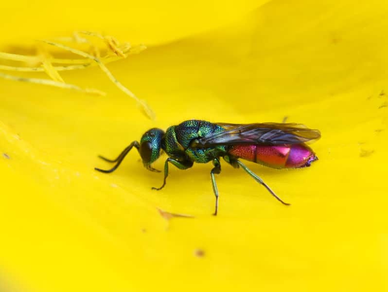 Cuckoo wasp