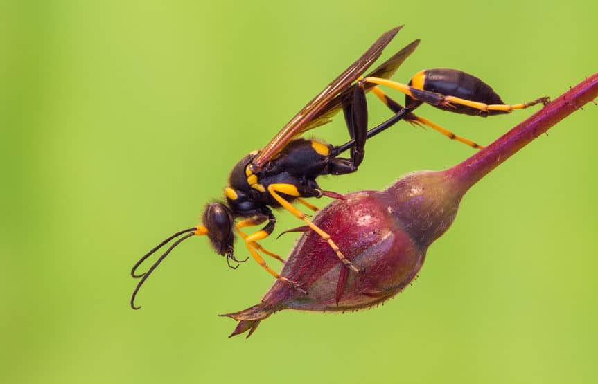 Mud Dauber Wasp