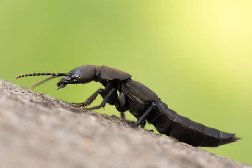 Devil's coach-horse beetle