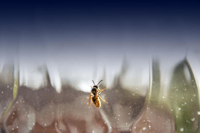 Wasp on inside of window