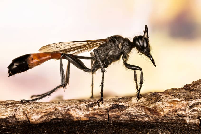 Red banded sand wasp