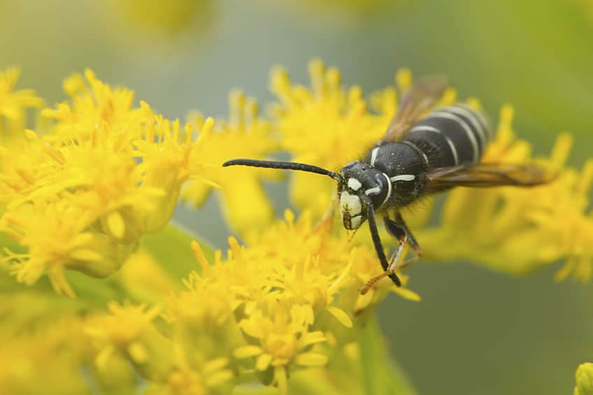 Bald faced hornet