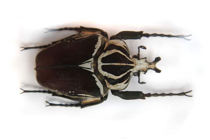 Goliath Beetle