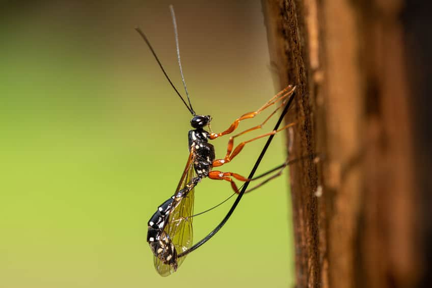 Sabre wasp