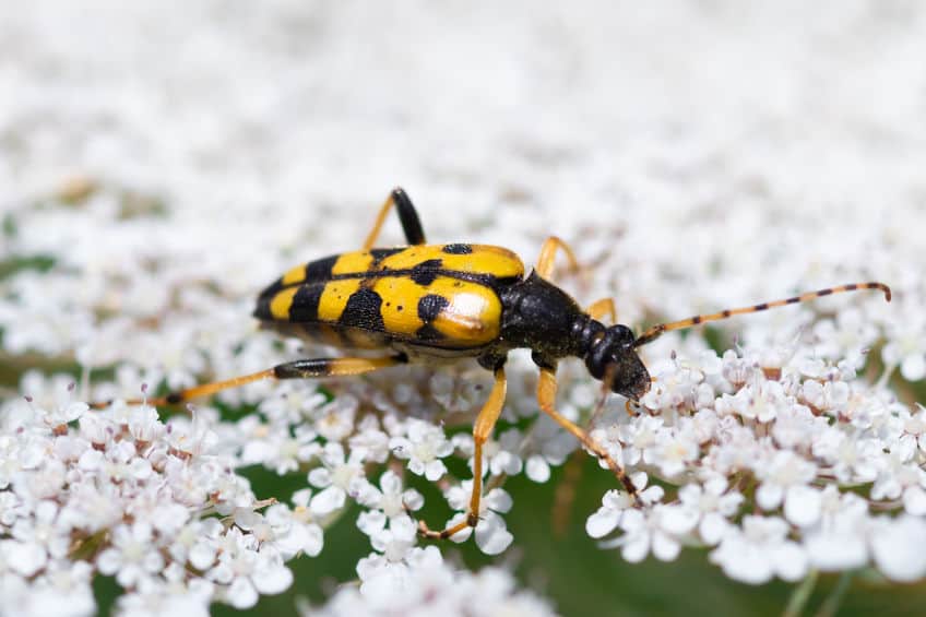Spotted long horn beetle